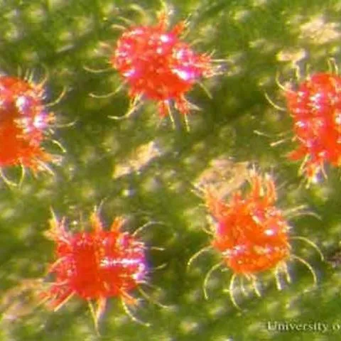 thumbnail for publication: Red Palm Mite, Raoiella indica Hirst (Arachnida: Acari: Tenuipalpidae)